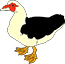 64.duck